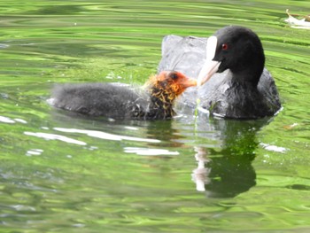 オオバン 井の頭恩賜公園 2023年6月25日(日)