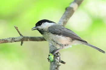 Sun, 6/17/2018 Birding report at Yanagisawa Pass