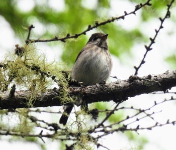 Asian Brown Flycatcher 入笠山 Sun, 6/25/2023