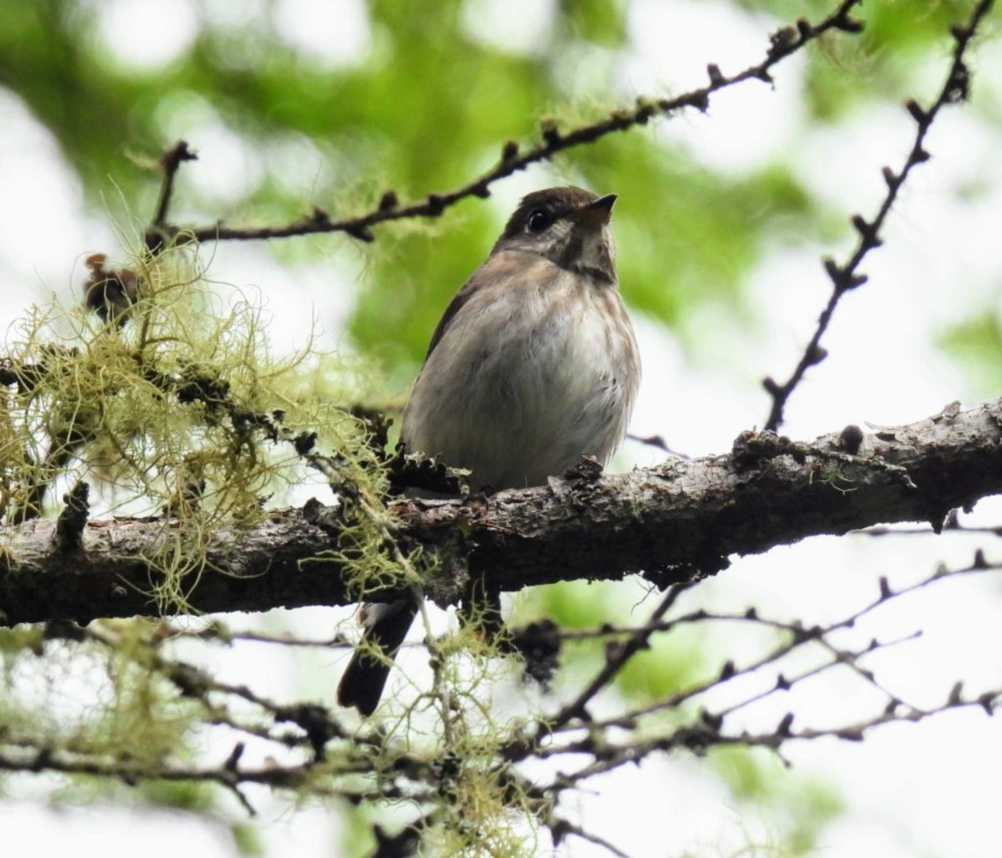 Asian Brown Flycatcher