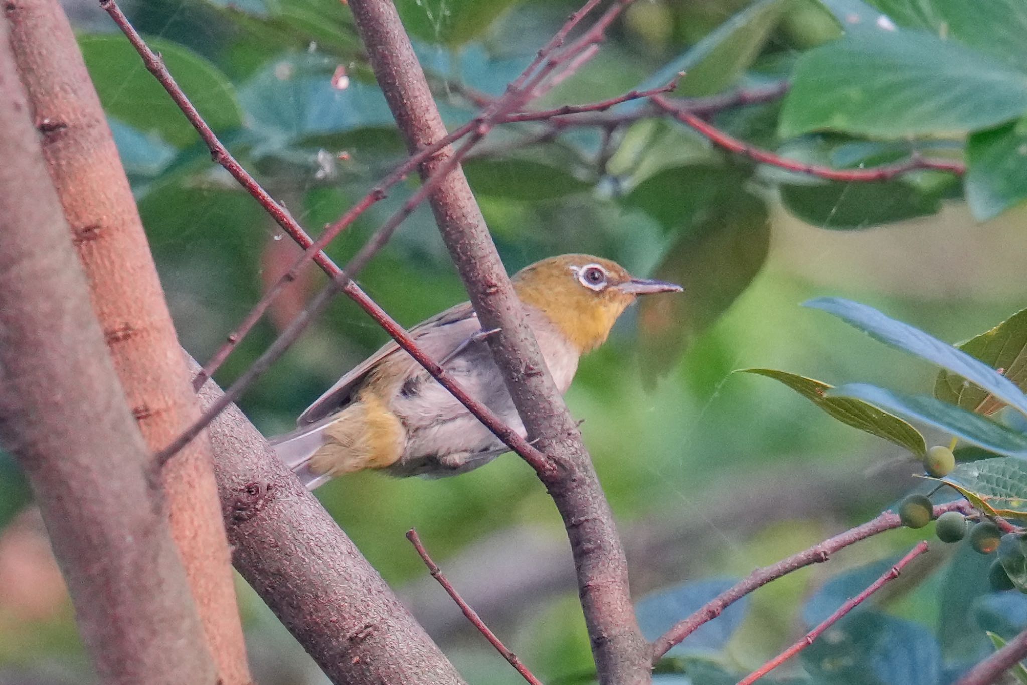 Photo of Warbling White-eye at 自宅 by アポちん