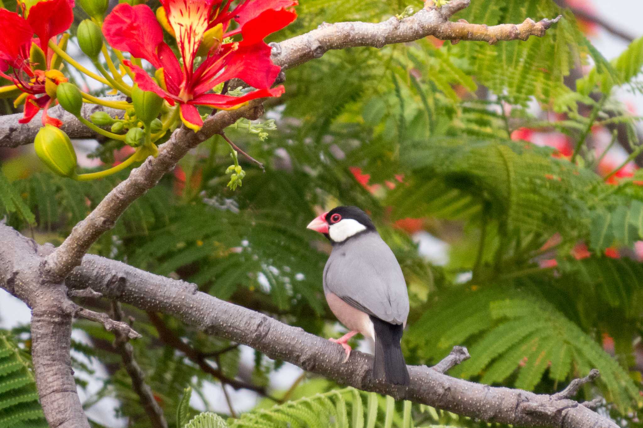 Photo of Java Sparrow at ロイヤルコナリゾート by ときのたまお