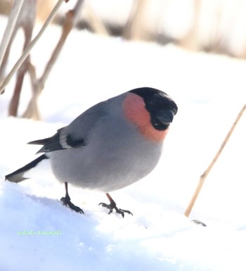 ウソ 北海道　道東 2018年2月27日(火)