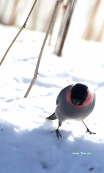 ウソ 北海道　道東 2018年2月27日(火)