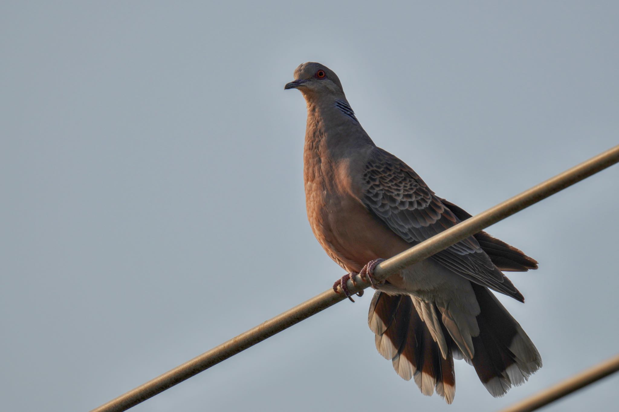 Photo of Oriental Turtle Dove at 自宅 by アポちん