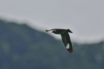 Oriental Dollarbird 松之山 Sat, 6/24/2023