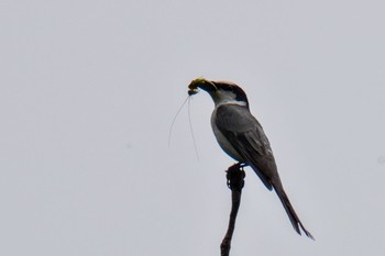 Ashy Minivet 松之山 Sat, 6/24/2023