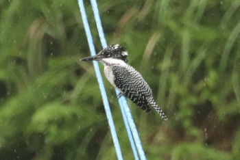 Crested Kingfisher 姶良市住吉池 Mon, 6/26/2023