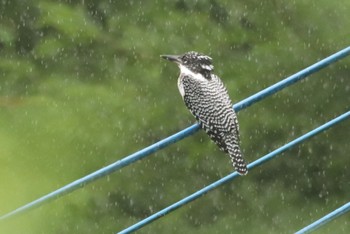 Crested Kingfisher 姶良市住吉池 Mon, 6/26/2023