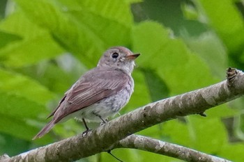 Asian Brown Flycatcher 松之山 Sat, 6/24/2023