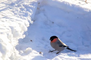 ウソ 北海道　道東 2018年2月27日(火)