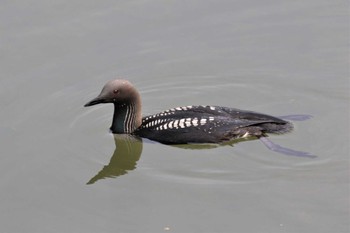 Pacific Loon 大阪府高槻市 Tue, 6/27/2023