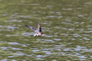 ハリオアマツバメ 北海道 2023年6月26日(月)