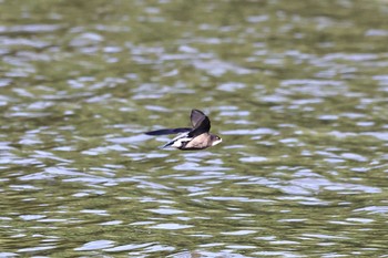 ハリオアマツバメ 北海道 2023年6月26日(月)