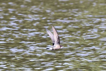 ハリオアマツバメ 北海道 2023年6月26日(月)