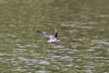 ハリオアマツバメ 北海道 2023年6月26日(月)