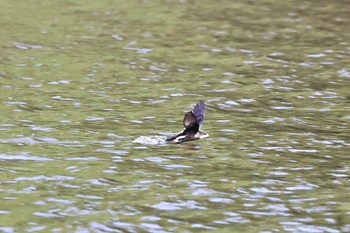 ハリオアマツバメ 北海道 2023年6月26日(月)