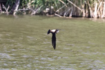 ハリオアマツバメ 北海道 2023年6月26日(月)