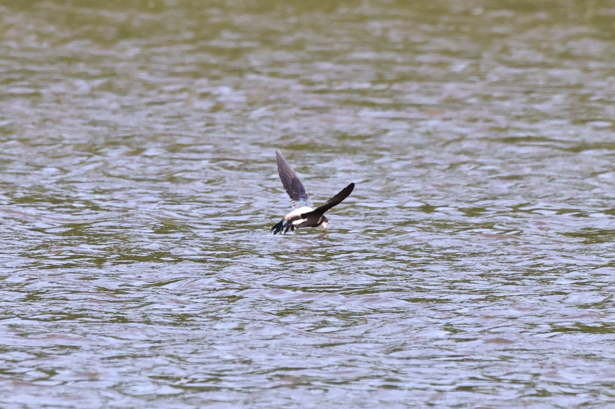 北海道 ハリオアマツバメの写真 by YM3