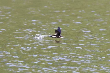 ハリオアマツバメ 北海道 2023年6月26日(月)