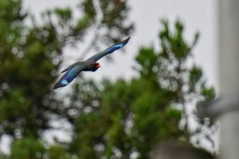 Oriental Dollarbird 松之山 Sat, 6/24/2023