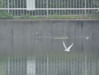 Little Tern 波志江沼 Mon, 6/12/2023