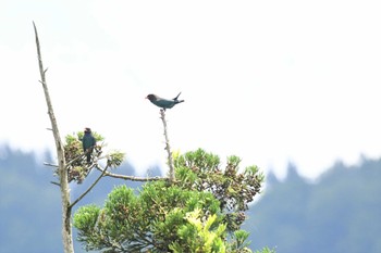 ブッポウソウ 松之山 2023年6月25日(日)