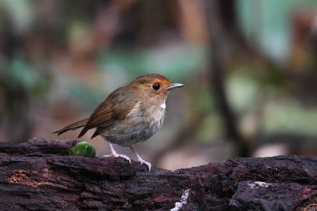 アカメヒタキ ケーン・クラチャン国立公園 2018年6月13日(水)