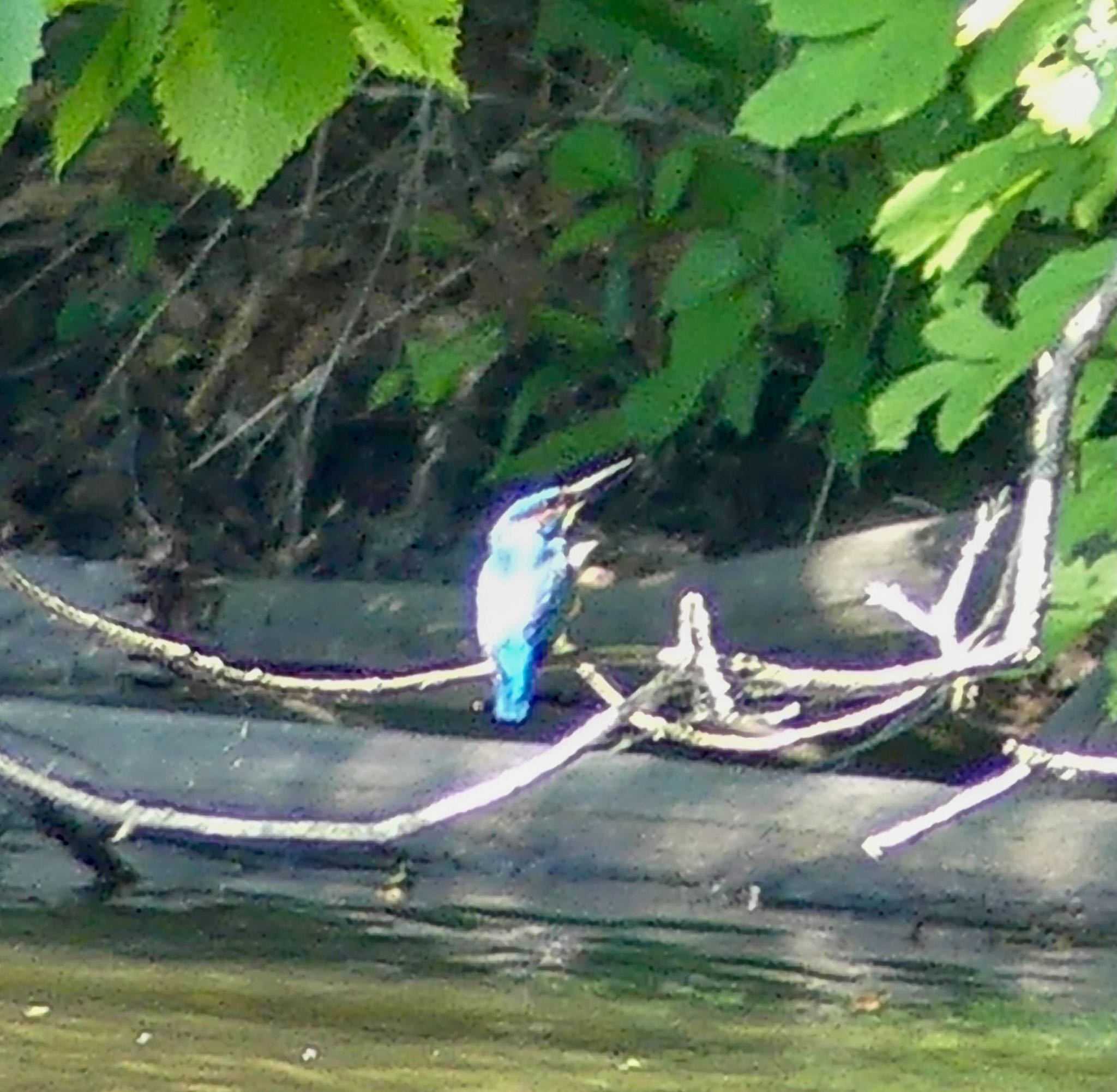 西岡公園(西岡水源地) カワセミの写真