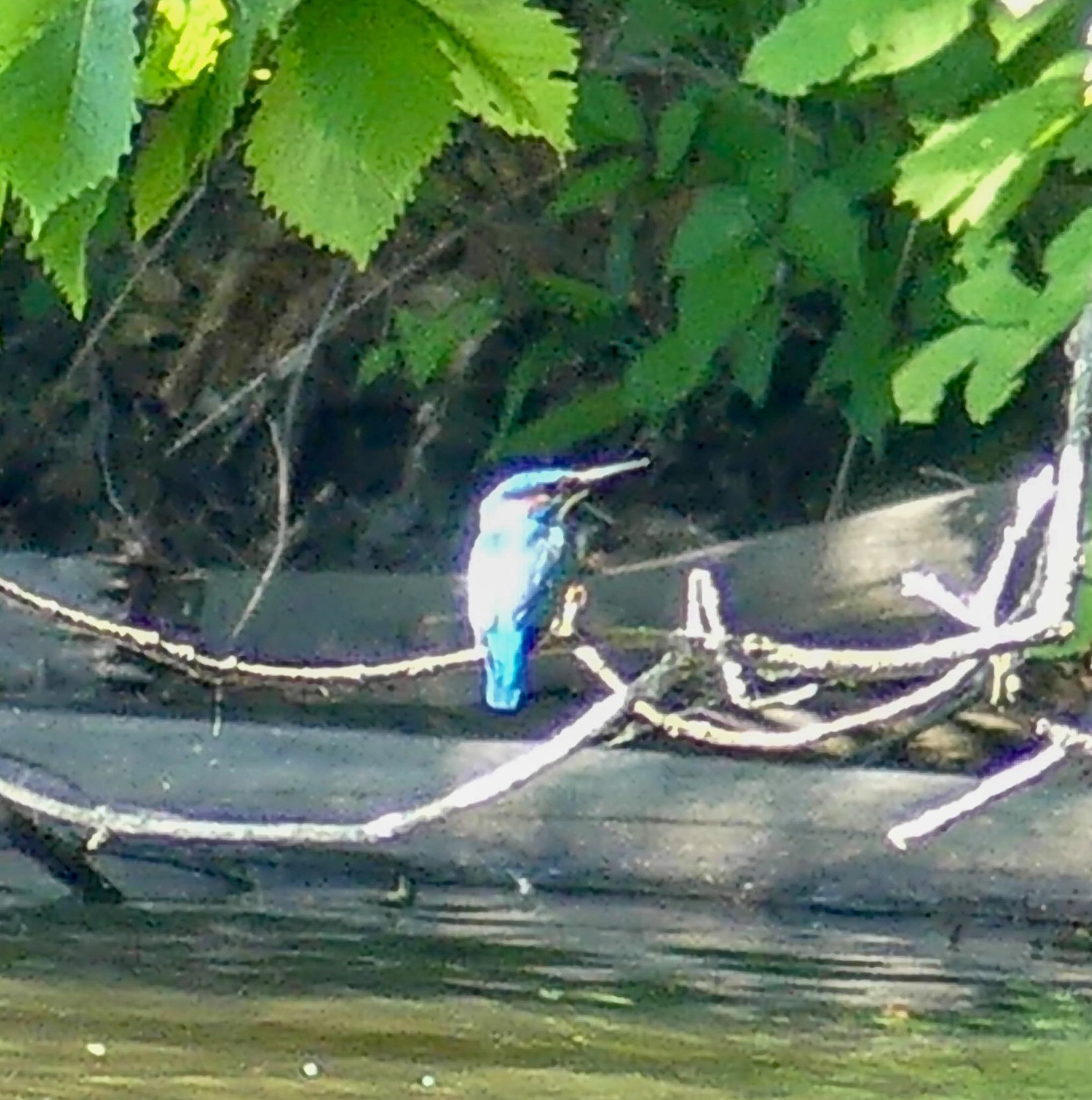 西岡公園(西岡水源地) カワセミの写真