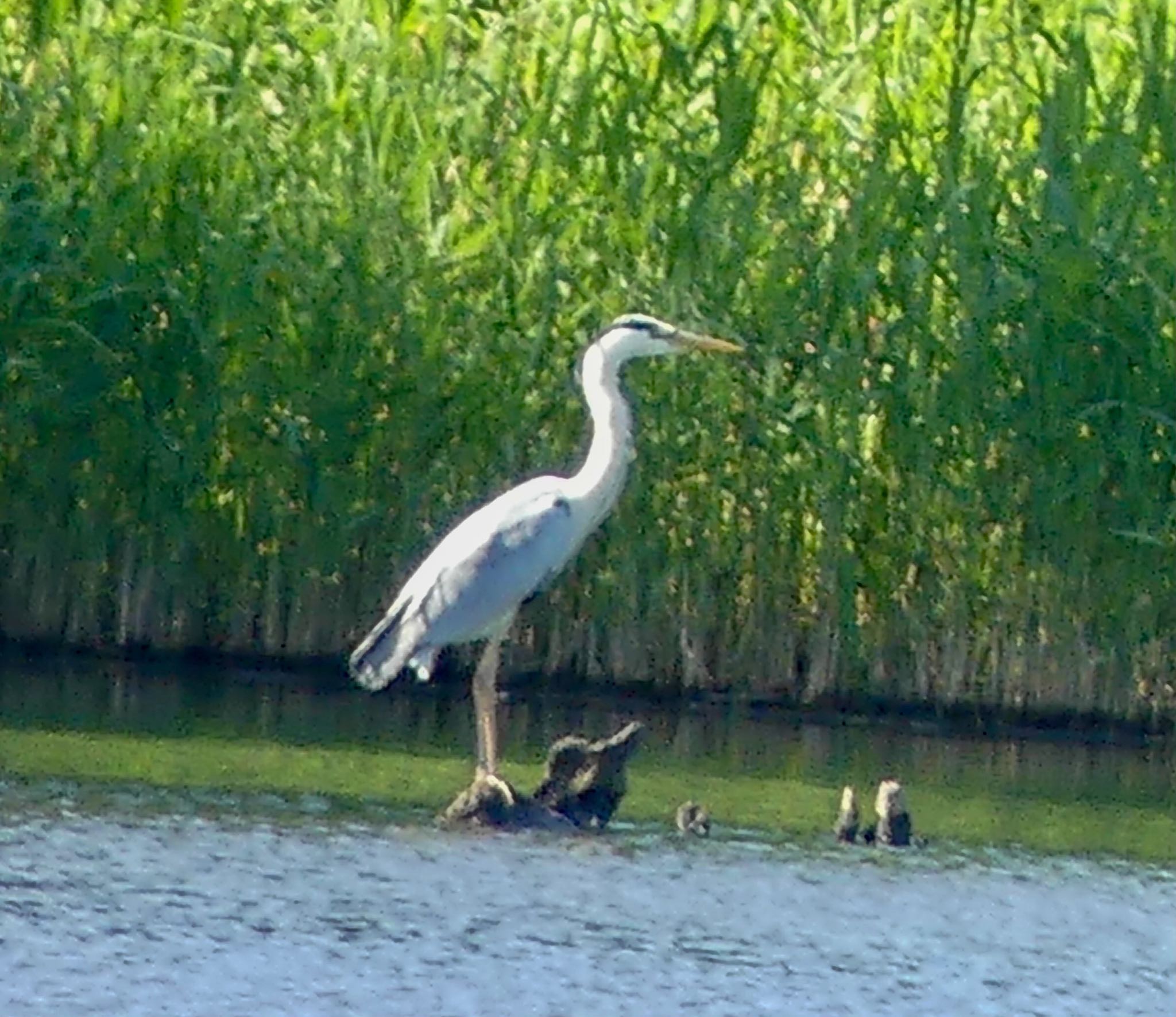 西岡公園(西岡水源地) アオサギの写真