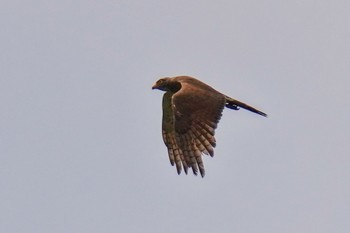 Grey-faced Buzzard 松之山 Sat, 6/24/2023