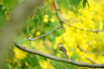 Plain Prinia 台湾 官田 Sat, 6/3/2023