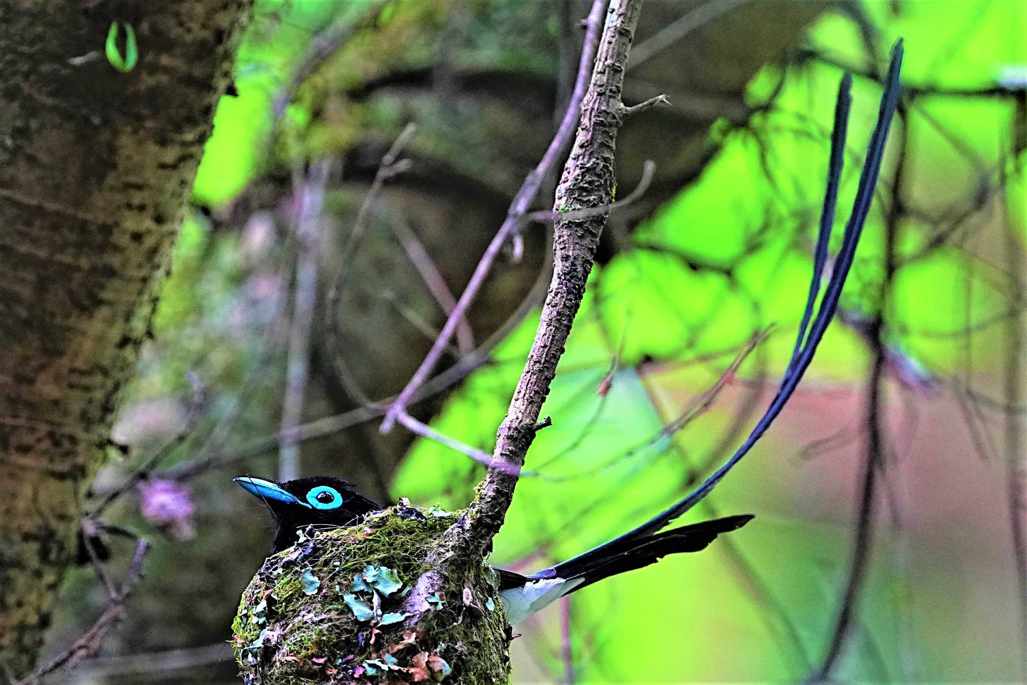 埼玉県 サンコウチョウの写真