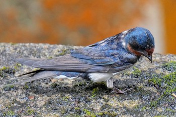 Barn Swallow 松之山 Sat, 6/24/2023