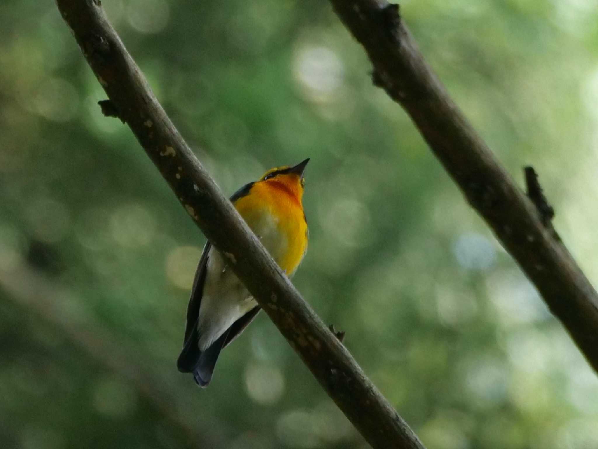 今日はいまいち・・ by little birds