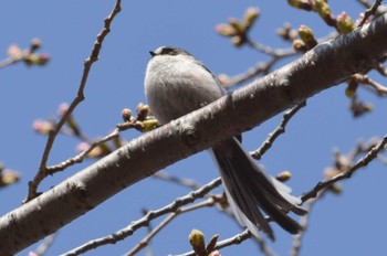 Long-tailed Tit Unknown Spots Sun, 3/19/2023