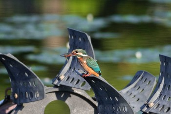 Common Kingfisher 京都府木津川市 Sat, 8/4/2018