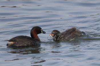 Little Grebe Isanuma Sun, 6/25/2023