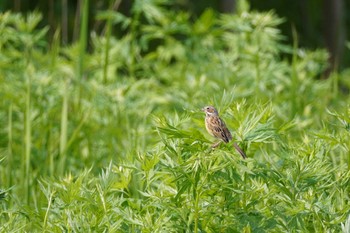 ホオアカ 茨戸川緑地 2023年5月27日(土)