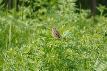 ホオアカ 茨戸川緑地 2023年5月27日(土)