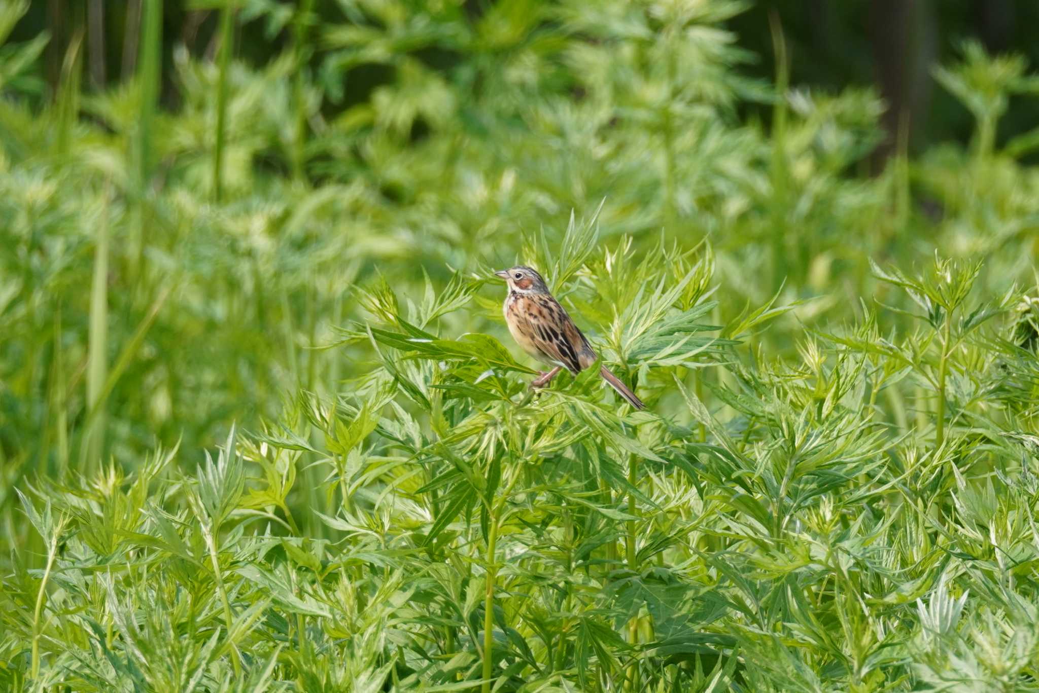 茨戸川緑地 ホオアカの写真