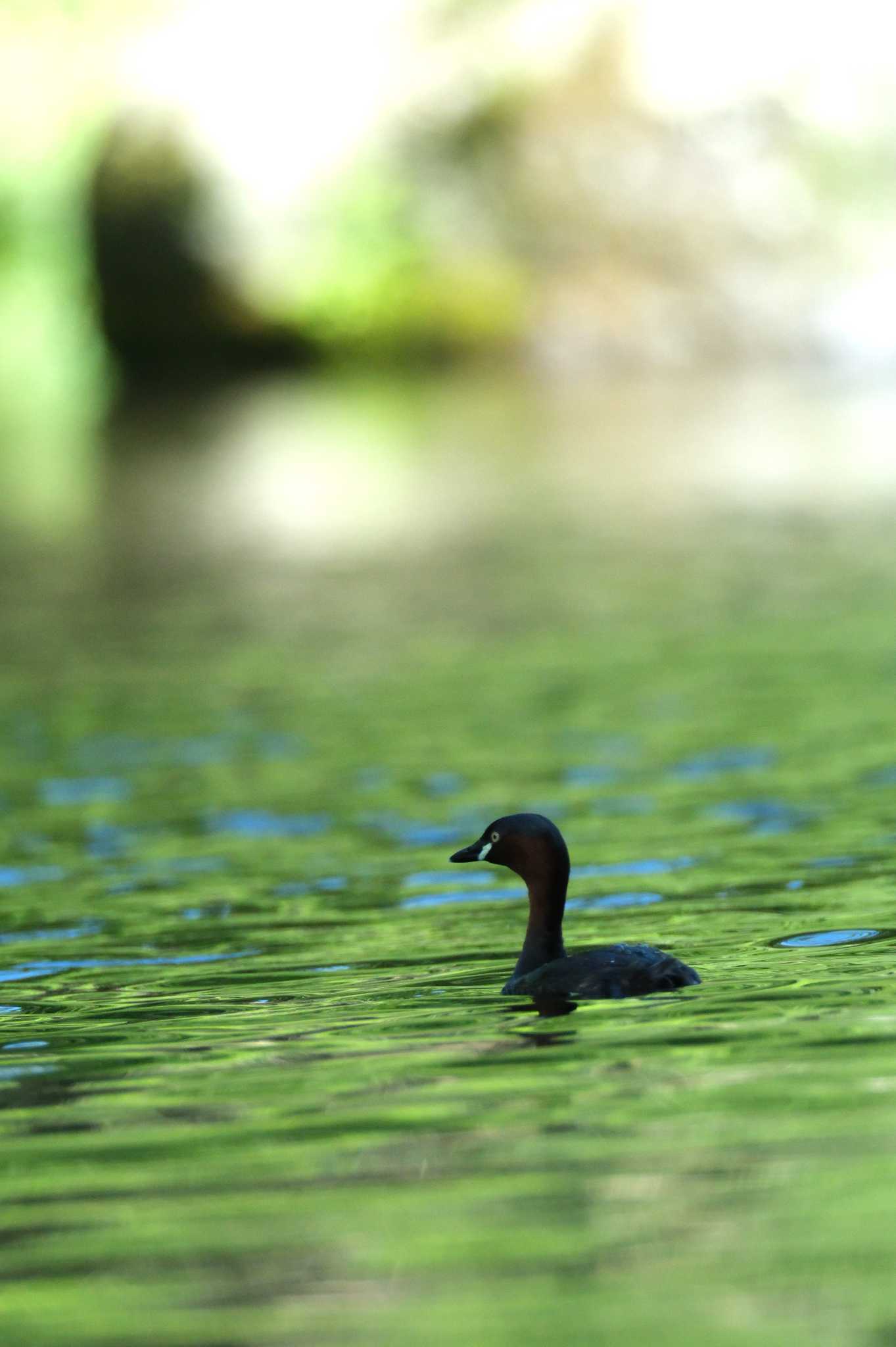 八景水谷公園 カイツブリの写真 by たけし