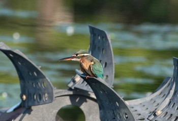 Common Kingfisher 京都府木津川市 Sat, 8/4/2018