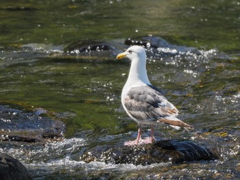 2023年6月27日(火) 発寒川緑地(札幌市西区)の野鳥観察記録