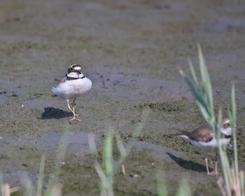 Little Ringed Plover Tokyo Port Wild Bird Park Sun, 6/25/2023