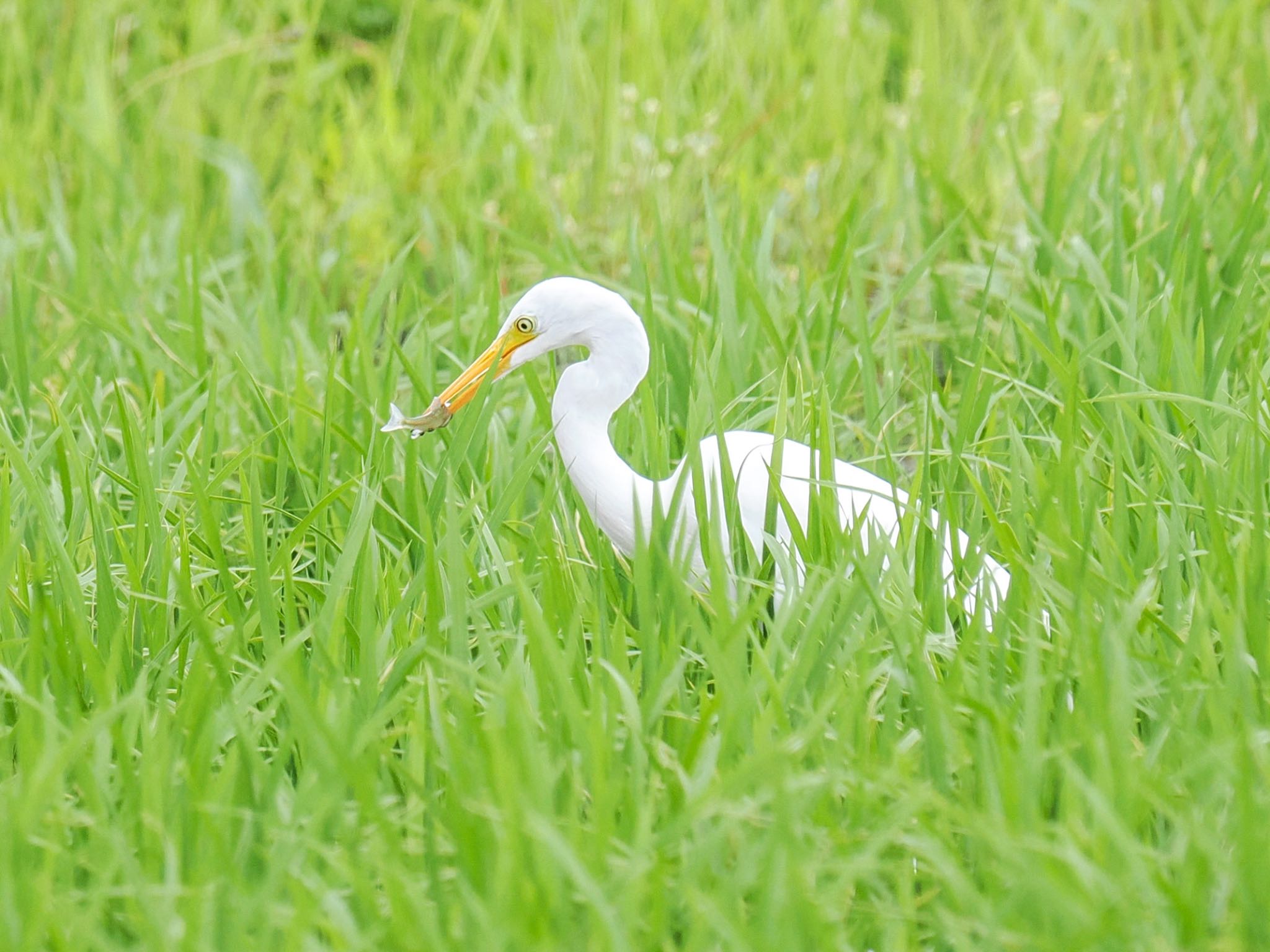 チュウサギ