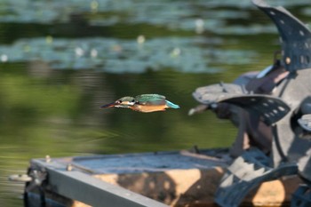 Common Kingfisher 京都府木津川市 Sat, 8/4/2018