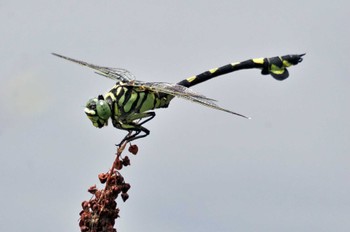 Unknown Species 多々良沼公園 Sat, 6/24/2023