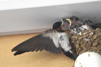 Barn Swallow 横浜市青葉区 Wed, 6/8/2022